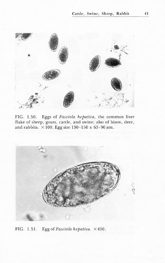 liver fluke eggs infection in goats and sheep